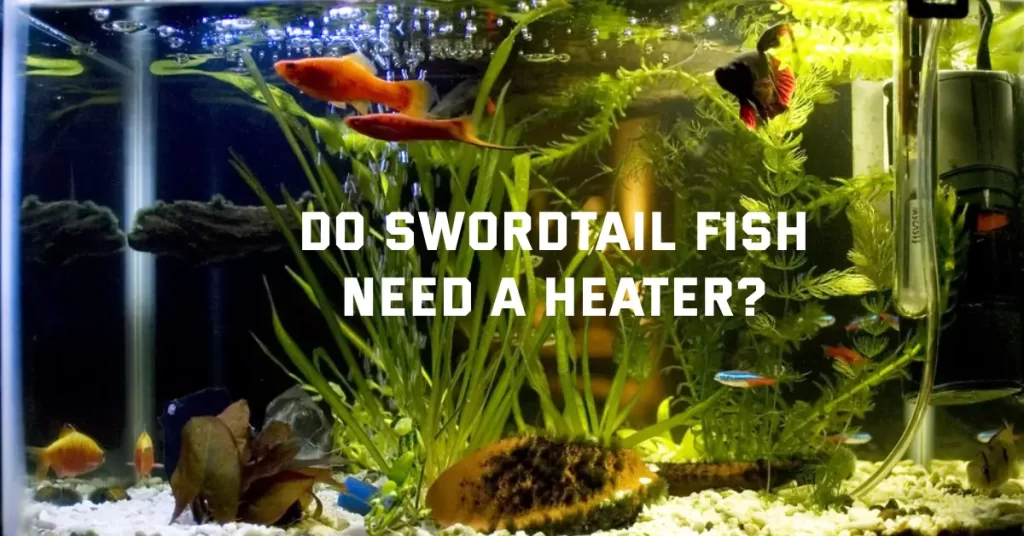 Do Swordtail Fish Need A Heater?