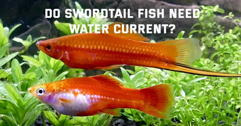 Do Swordtail Fish Need Water Current?