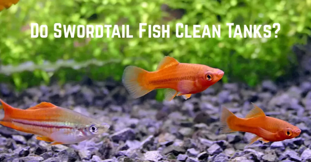 Do Swordtail Fish Clean Tanks?