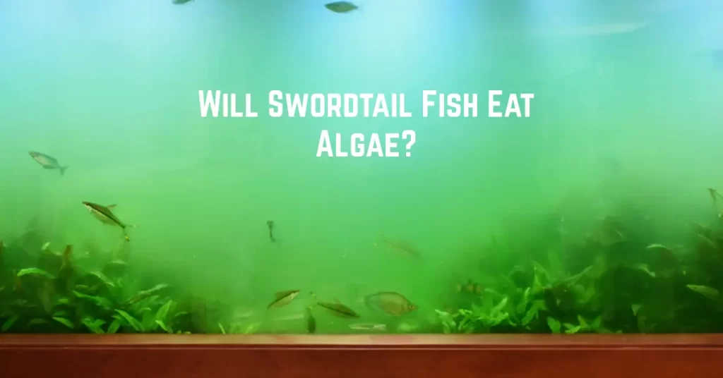 Will Swordtail Fish Eat Algae?