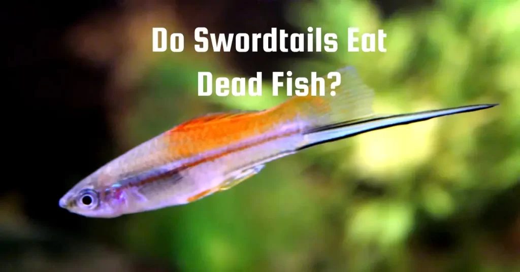 Do Swordtails Eat Dead Fish?