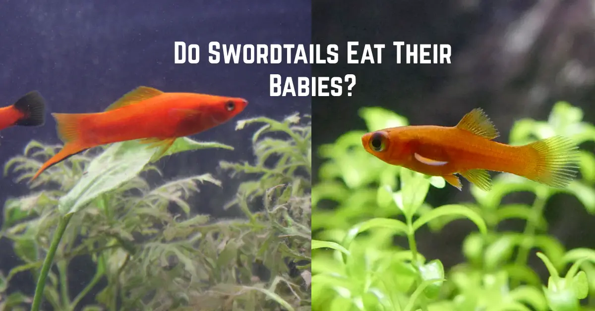 Do Swordtails Eat Their Babies? - Fish Keeping Guide