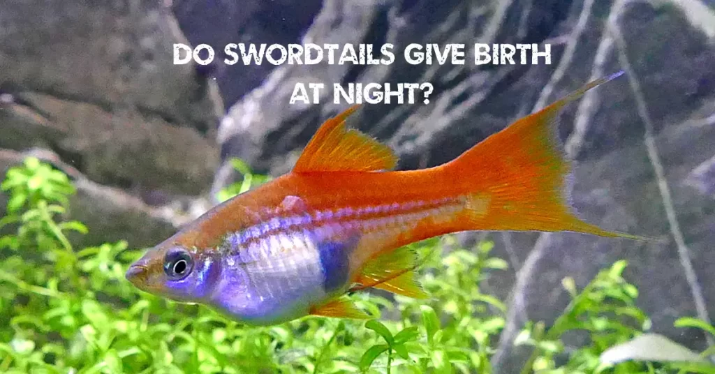 Do Swordtails Give Birth At Night?