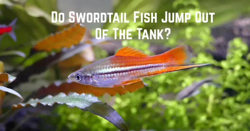 Do Swordtail Fish Jump Out Of The Tank?