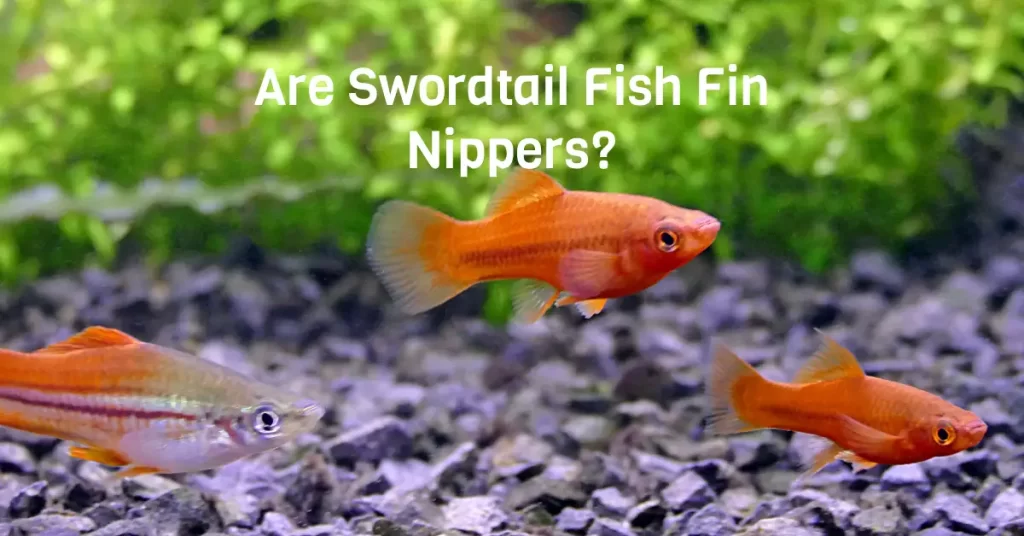 Are Swordtail Fish Fin Nippers?
