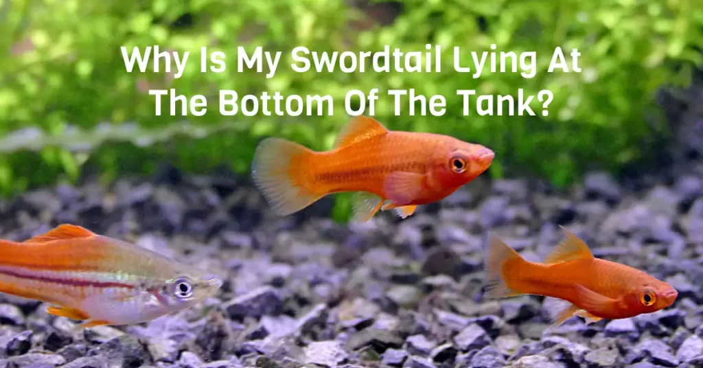 Why Is My Swordtail Lying At The Bottom Of The Tank?