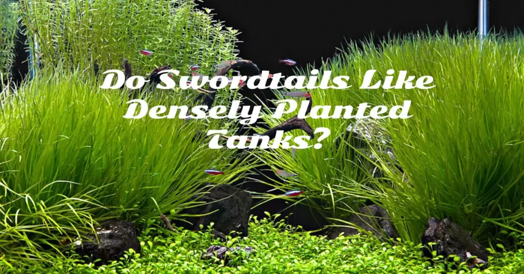 Do Swordtails Like Densely Planted Tanks?