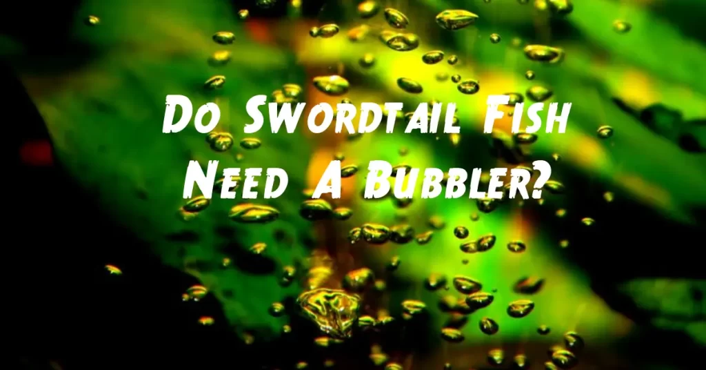 Do Swordtail Fish Need A Bubbler?