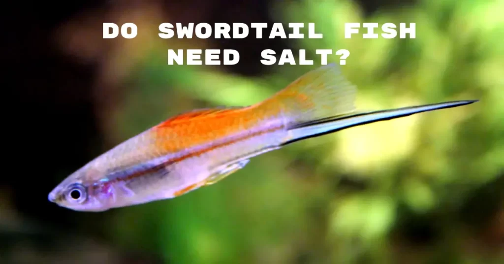Do Swordtail Fish Need Salt?