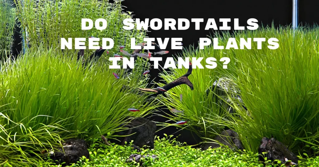 Do Swordtails Need Live Plants In Tanks?
