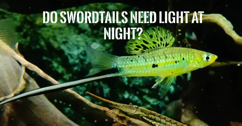 Do Swordtails Need Light At Night?
