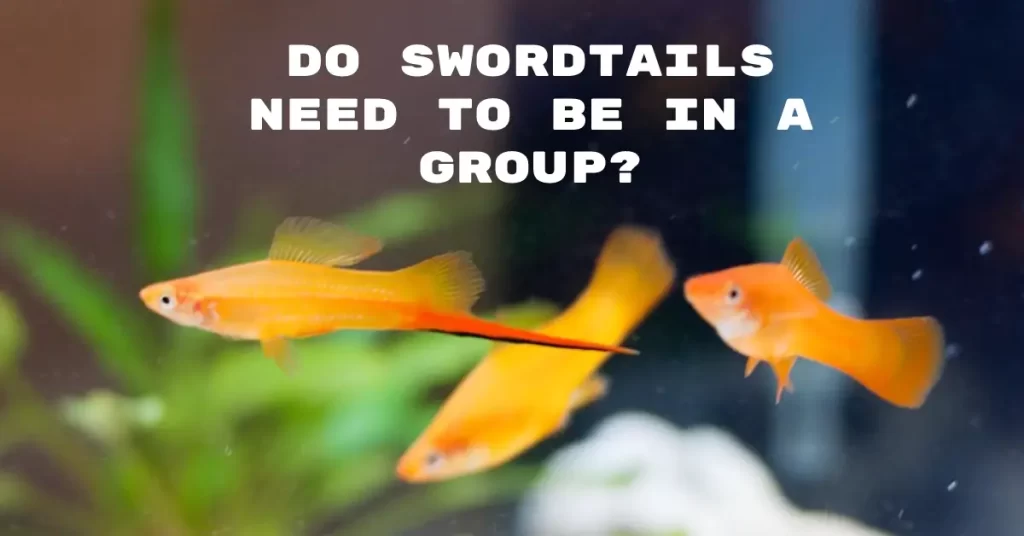 Do Swordtails Need To Be In A Group?