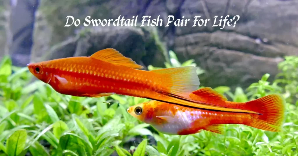 Do Swordtail Fish Pair For Life?
