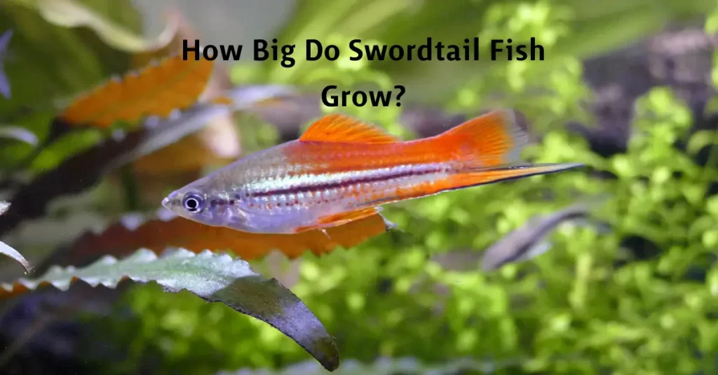 How Big Do Swordtail Fish Grow?