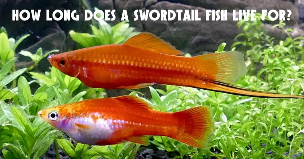 How Long Does A Swordtail Fish Live For?