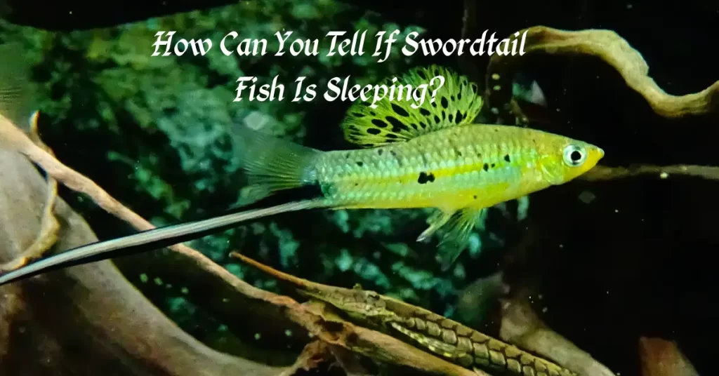 How Can You Tell If Swordtail Fish Is Sleeping?