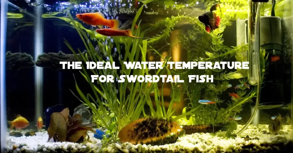  The Ideal Water Temperature For Swordtail Fish?