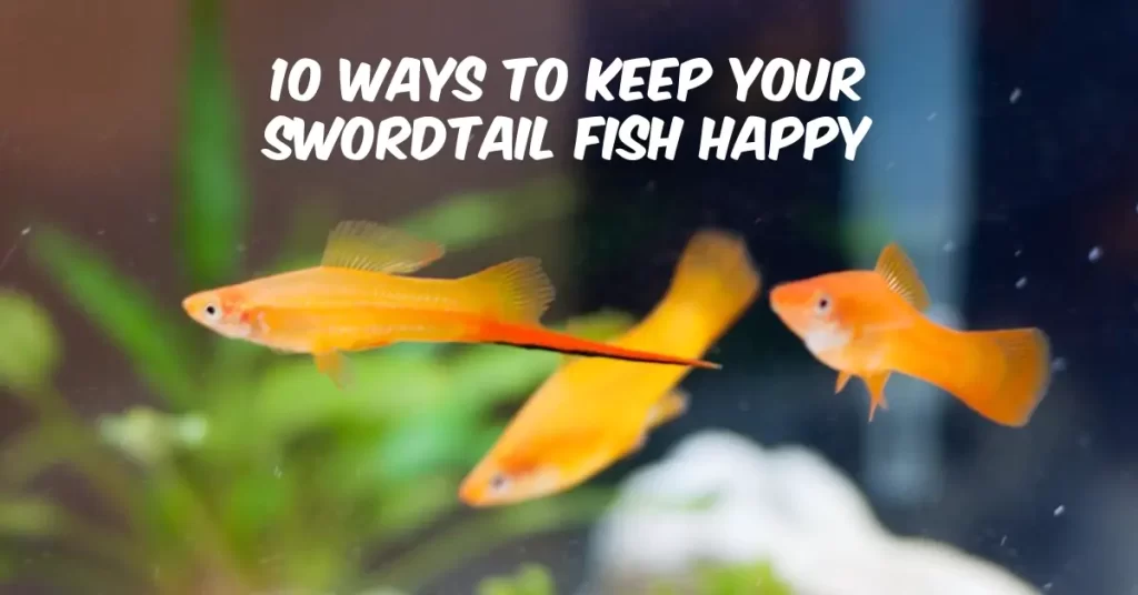 10 Ways To Keep Your Swordtail Fish Happy