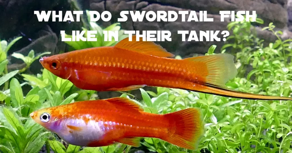 What Do Swordtail Fish Like In Their Tank?