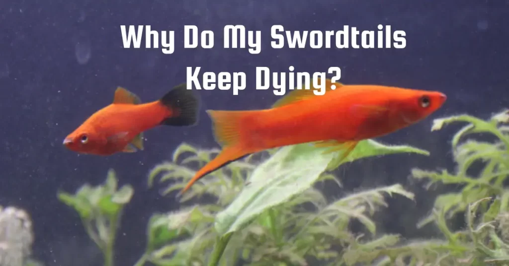 Why Do My Swordtails Keep Dying?