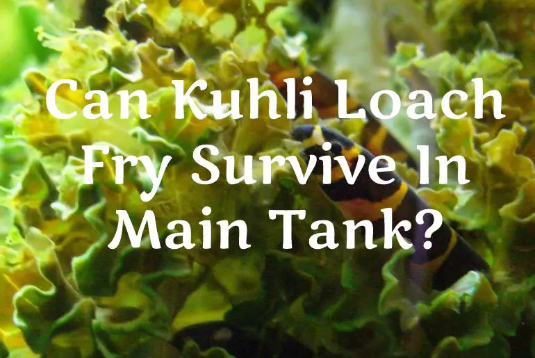 Can Kuhli Loach Fry Survive In Main Tank?