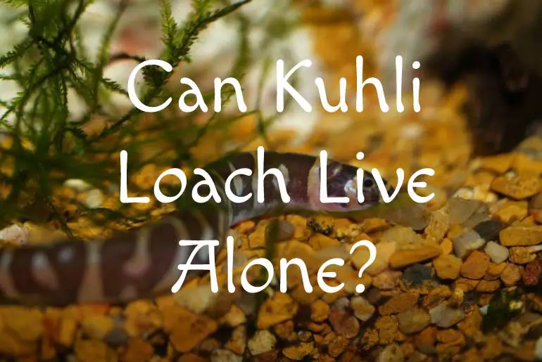 Can Kuhli Loach Live Alone?