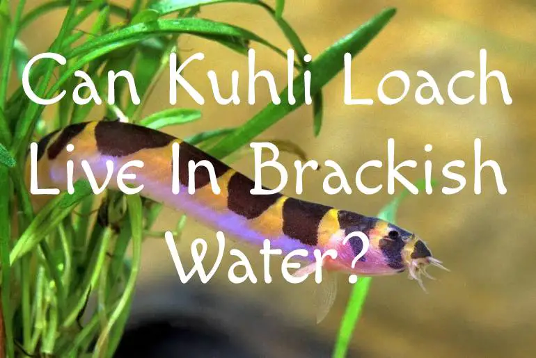 Can Kuhli Loach Live In Brackish Water
