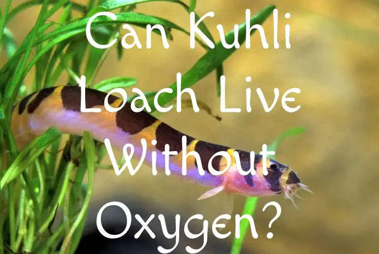 Can Kuhli Loach Live Without Oxygen?