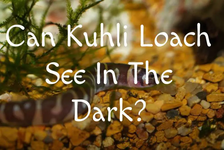 Can Kuhli Loach See In The Dark