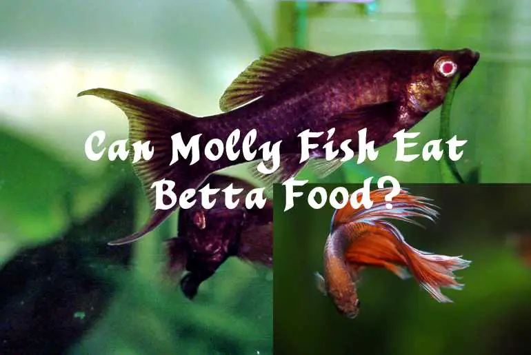 Can Molly Fish Eat Betta Food