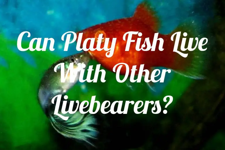 Can Platy Fish Live With Other Livebearers?