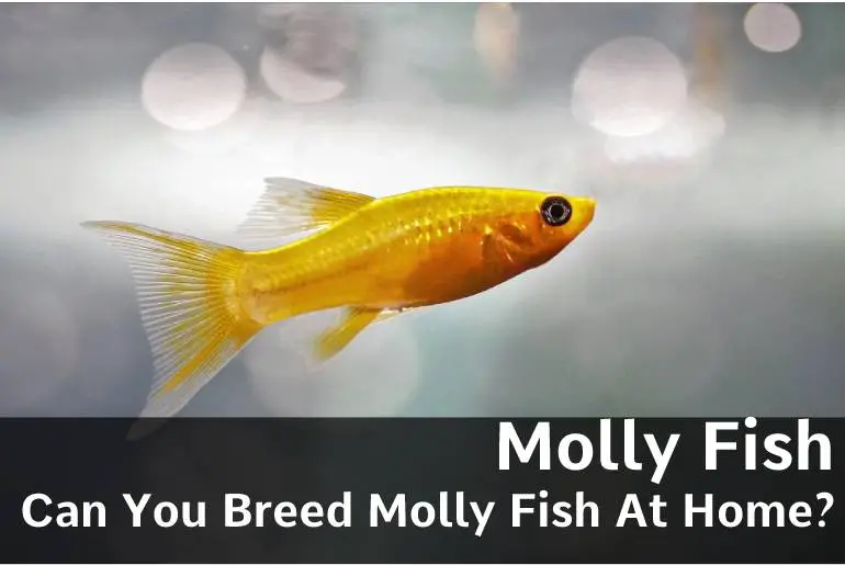 Can You Breed Molly Fish At Home