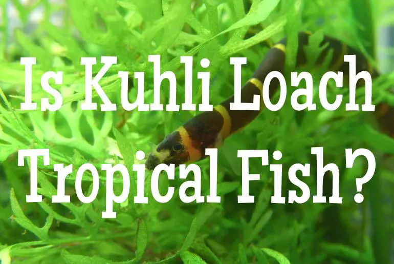 Is Kuhli Loach Tropical Fish
