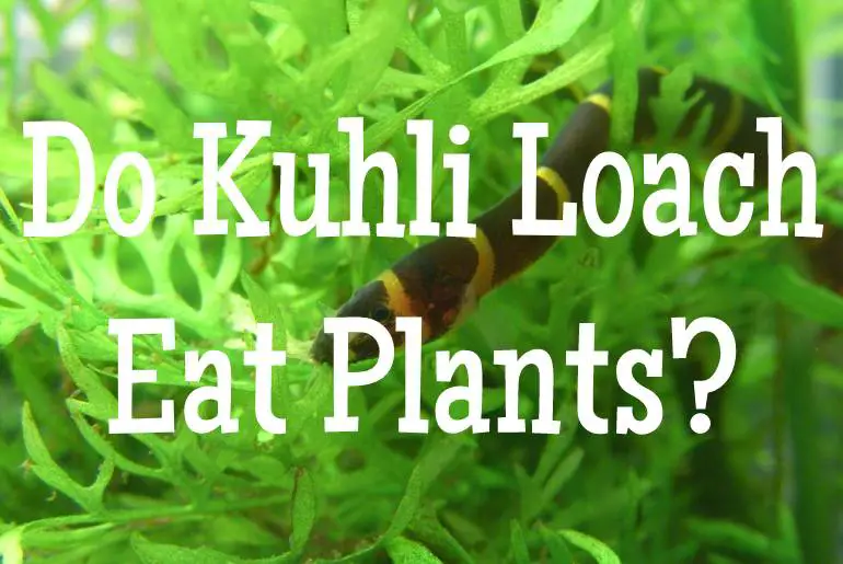 Do Kuhli Loach Eat Plants?