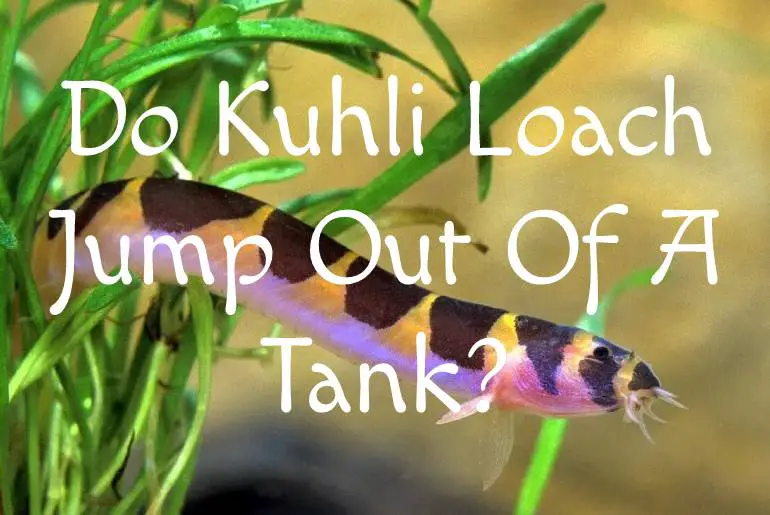 Do Kuhli Loach Jump Out Of A Tank