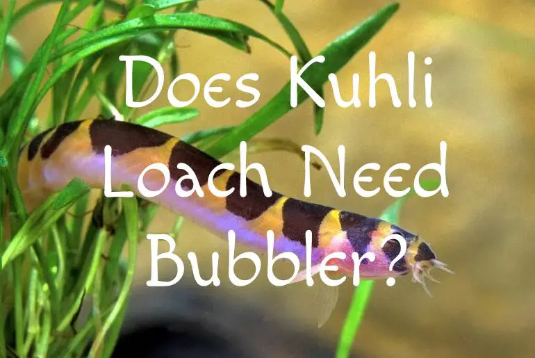 Does Kuhli Loach Need Bubbler