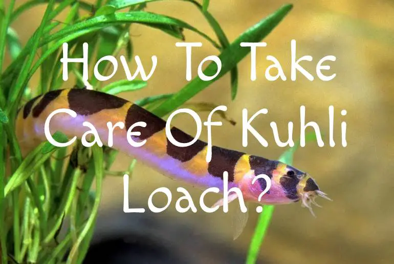 How To Take Care Of Kuhli Loach