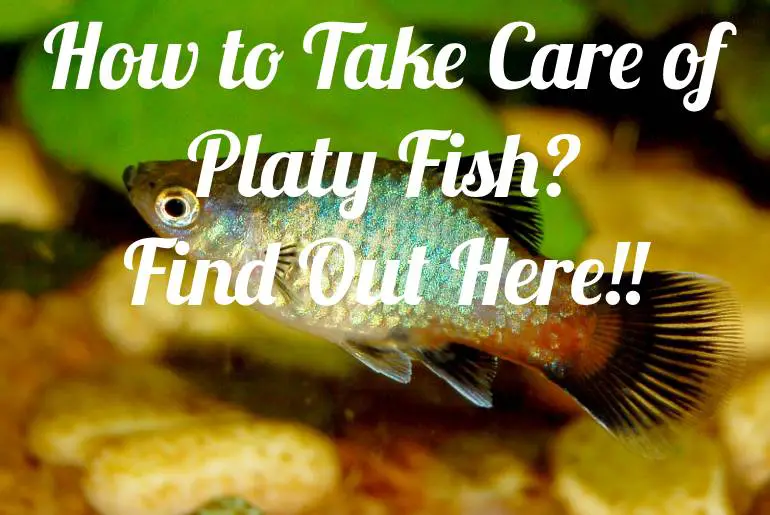How to Take Care of Platy Fish? Find Out Here!!