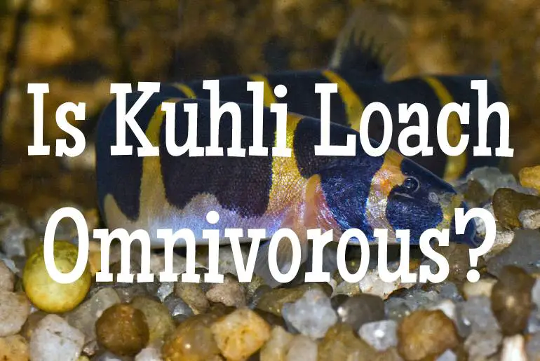 Is Kuhli Loach Omnivorous?