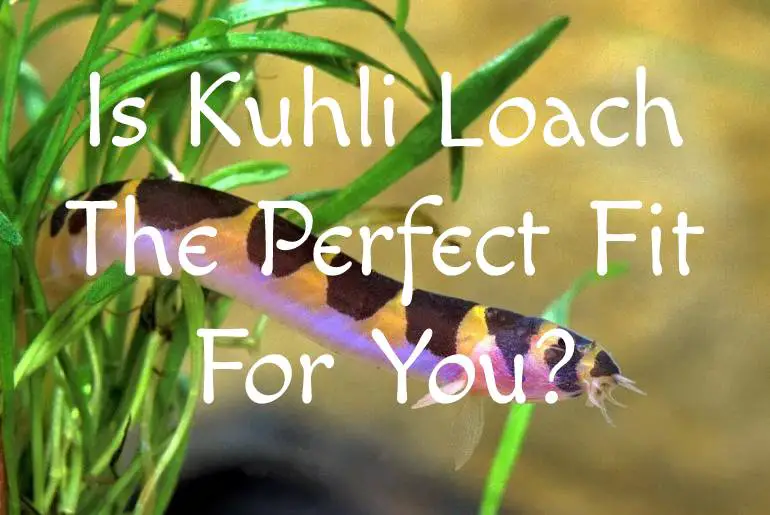 Is Kuhli Loach The Perfect Fit For You?