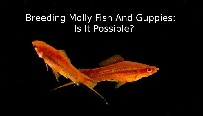 Breeding Molly Fish And Guppies: Is It Possible?