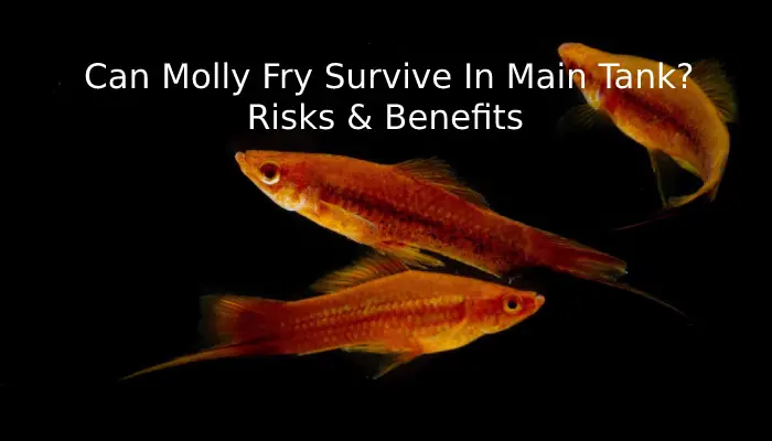 Can Molly Fry Survive In Main Tank? Risks & Benefits