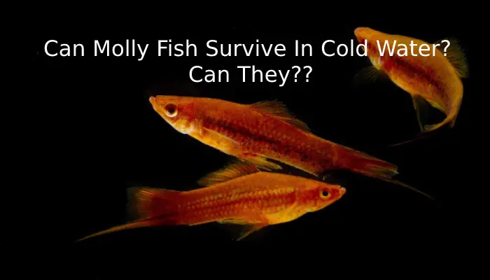Can Molly Fish Survive In Cold Water? Can They??