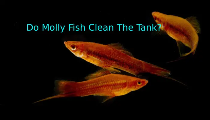Do Molly Fish Clean The Tank?