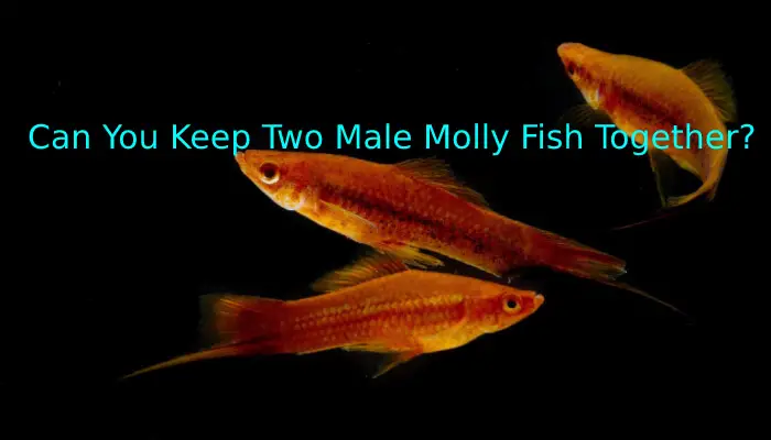 Can You Keep Two Male Molly Fish Together?