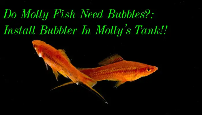 Do Molly Fish Need Bubbles?: Install Bubbler In Molly's Tank!!