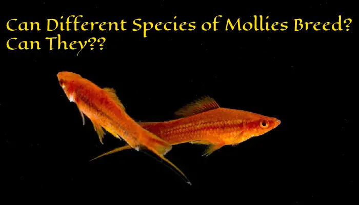 Can Different Species of Mollies Breed? Can They??