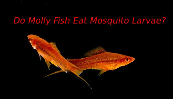 Do Molly Fish Eat Mosquito Larvae?