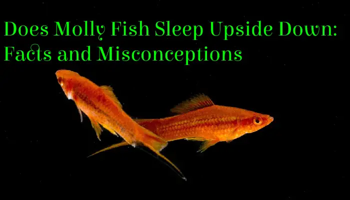 Does Molly Fish Sleep Upside Down: Facts and Misconceptions