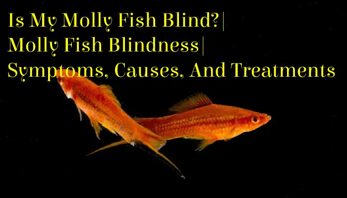 Is My Molly Fish Blind?| Molly Fish Blindness| Symptoms, Causes, And Treatments